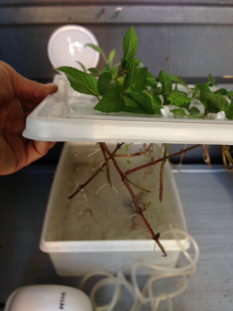 Fish Tank Air Pump Herb Propagator